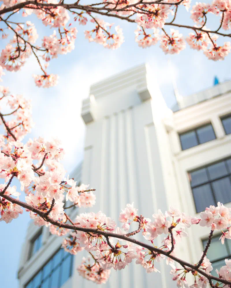 Cherry blossom branches framing a white art deco building (Lichttoren)