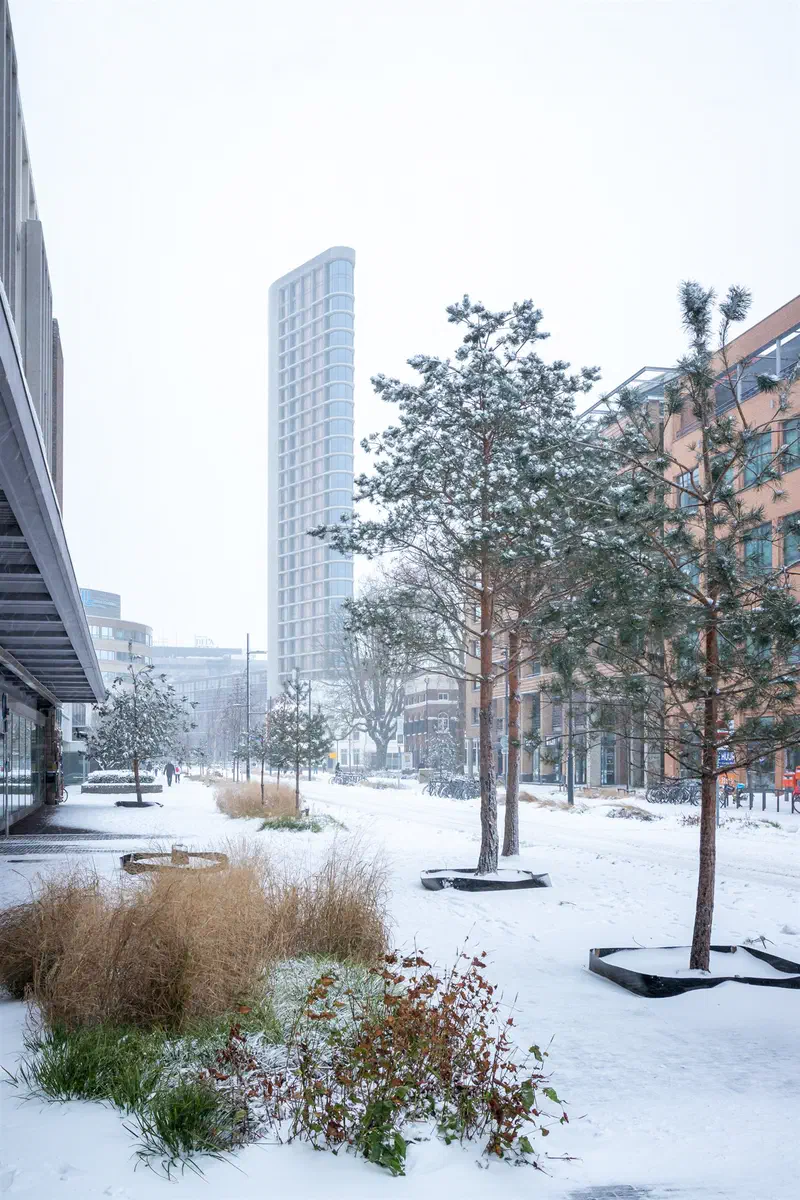 Snowy city garden (Vestdijk) with pine trees and a tall tower (Vestedatoren) in the haze
