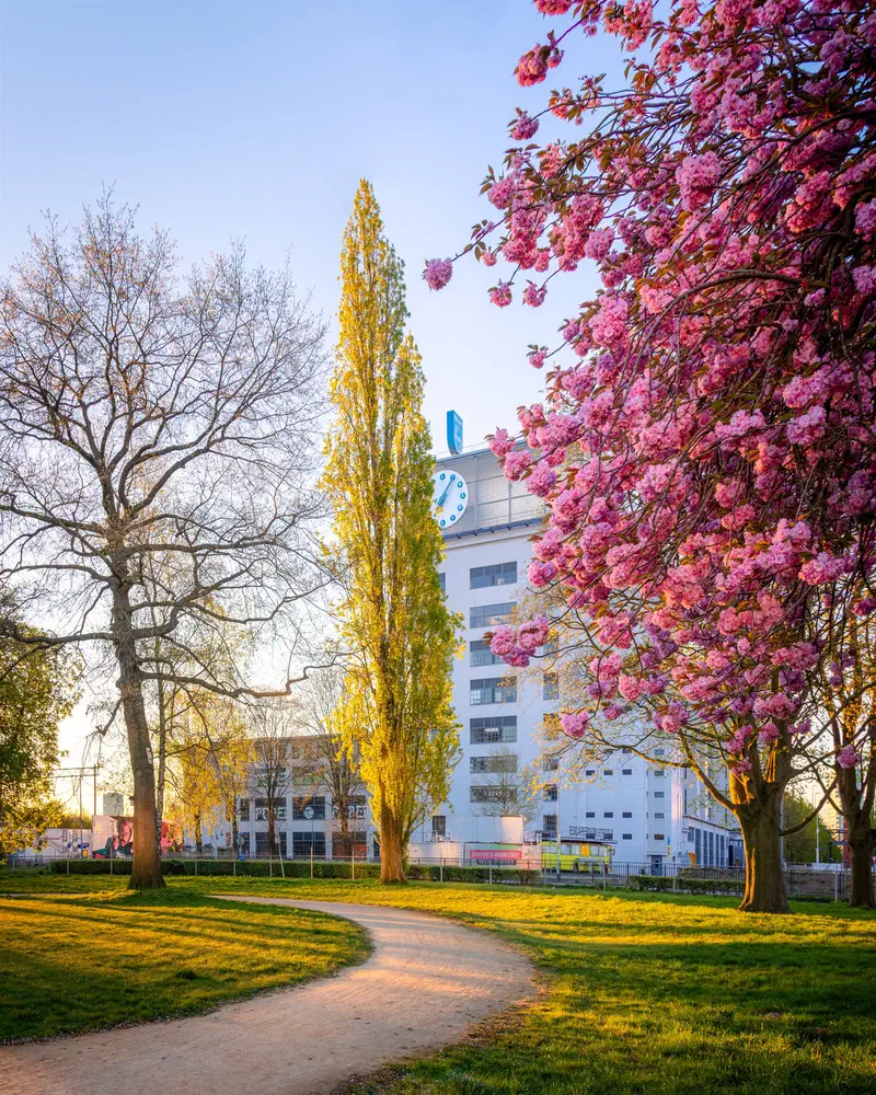 Blossoming pink tree and a path through a park in golden light (Strijp-T)