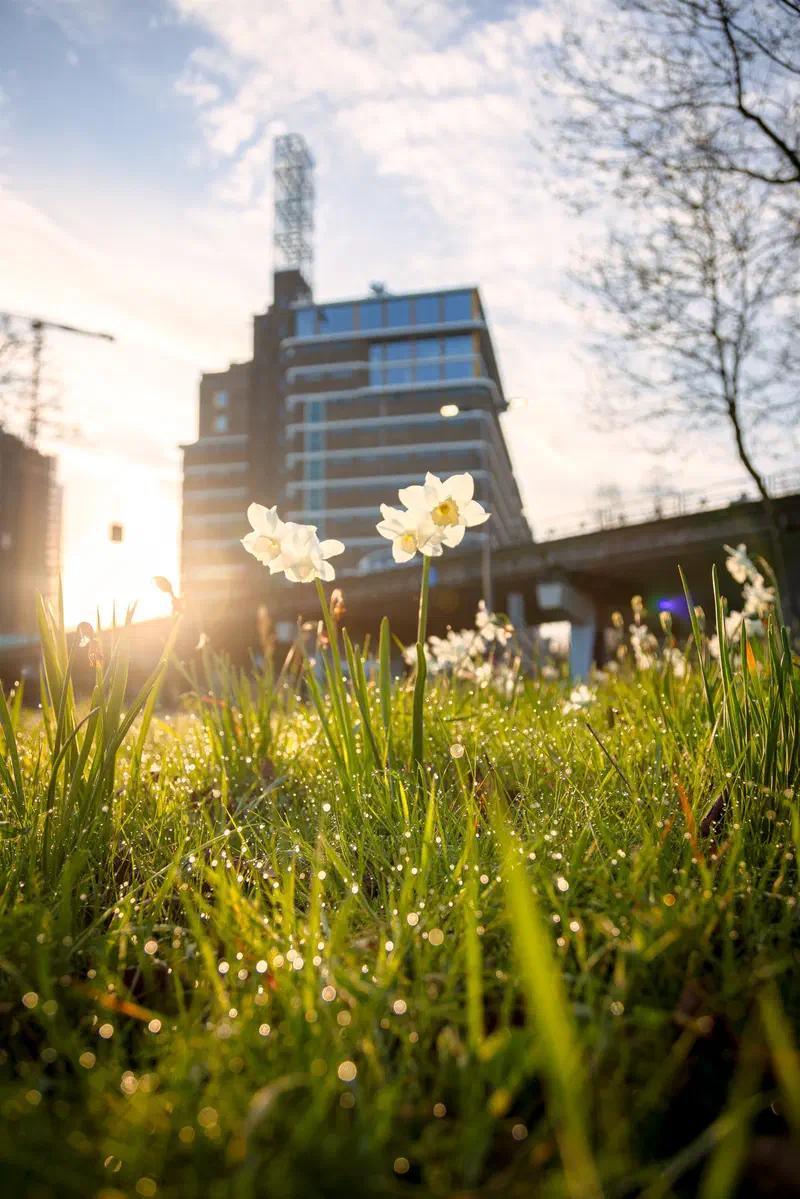 White narcissus flowers in dewy grass backlit by the sun, Strijp-S