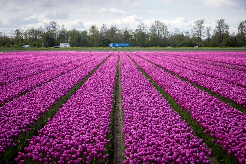 Rows of pink tulips in a field stretching to the horizon