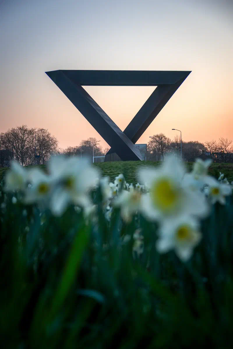 White daffodils in the foreground with the Swing sculpture at sunset