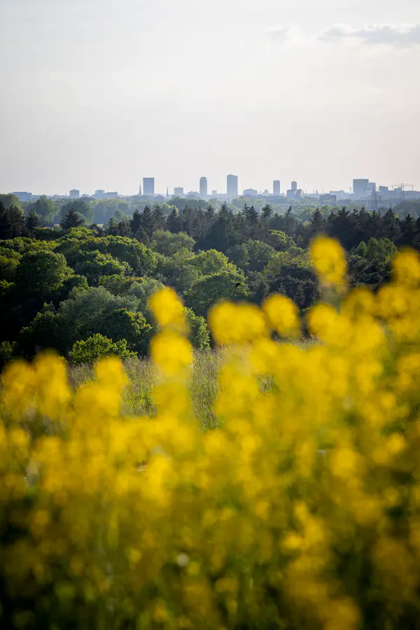 Rapeseed Field, City on the Horizon